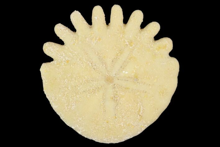 Fossil Sand Dollar (Heliophora) - Boujdour Province, Morocco #106734